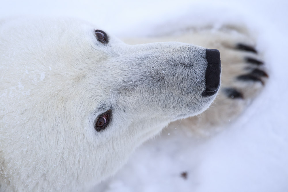 A polar bear looks up 