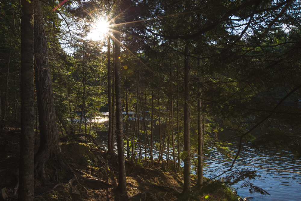 Sun-Through-Trees-Jewetts-Cove