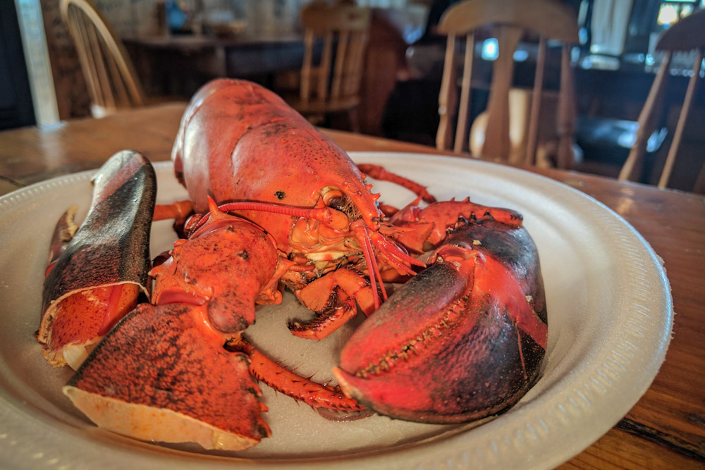 Acadian Lobster