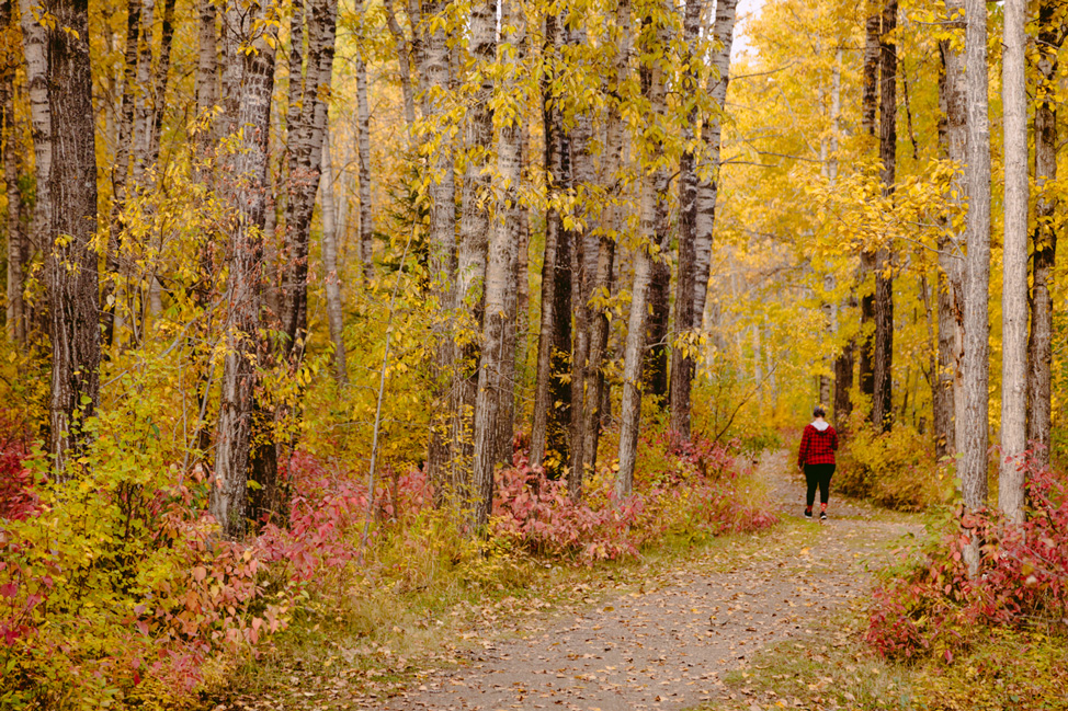 Dalene-Walking-Trees-Fall-Alberta