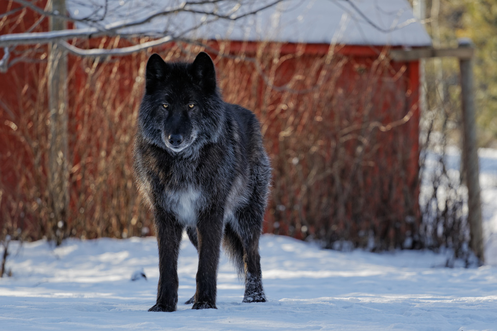 Zeus Yamnuska Wolfdog Sanctuary