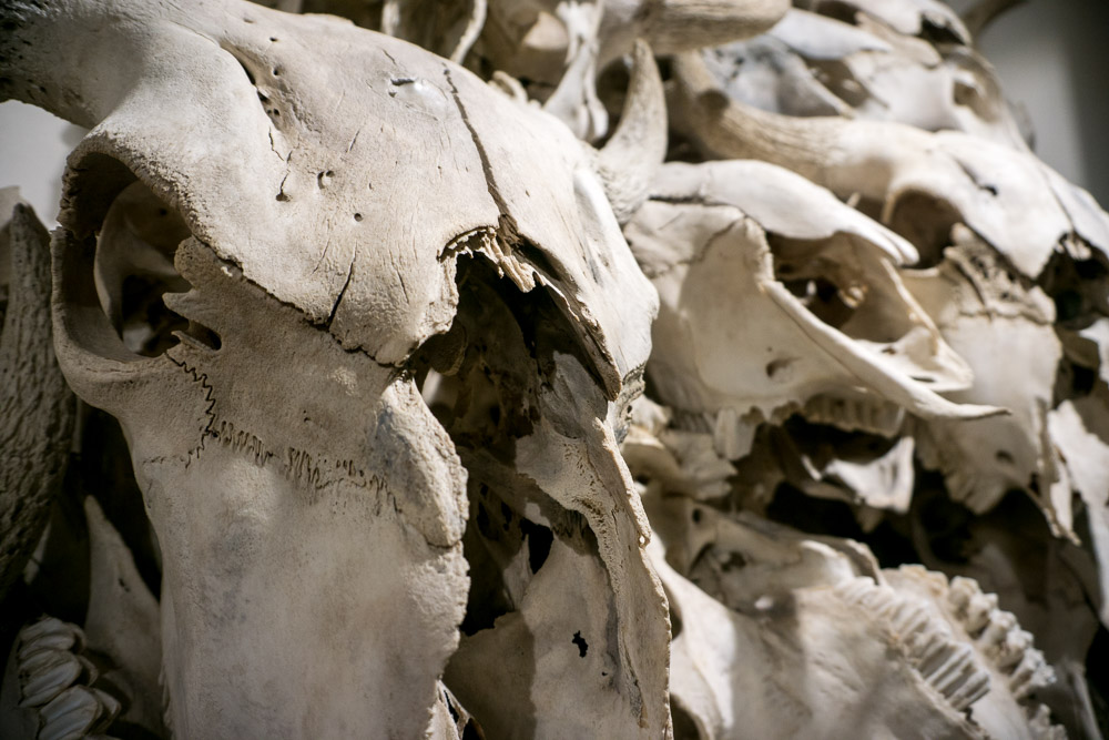 Buffalo skulls