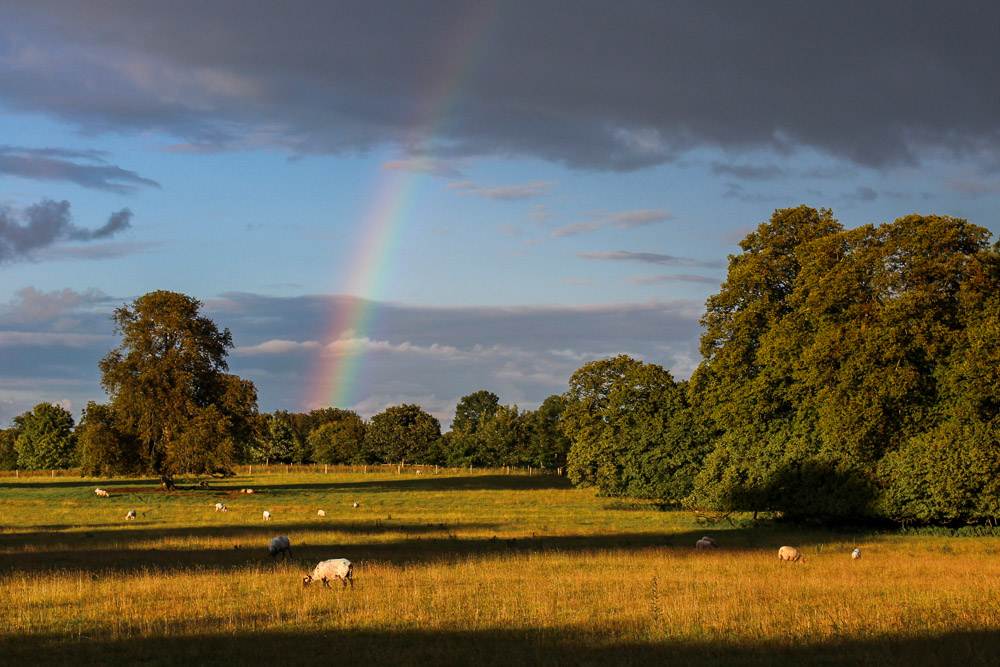 Ireland House Sit Farm