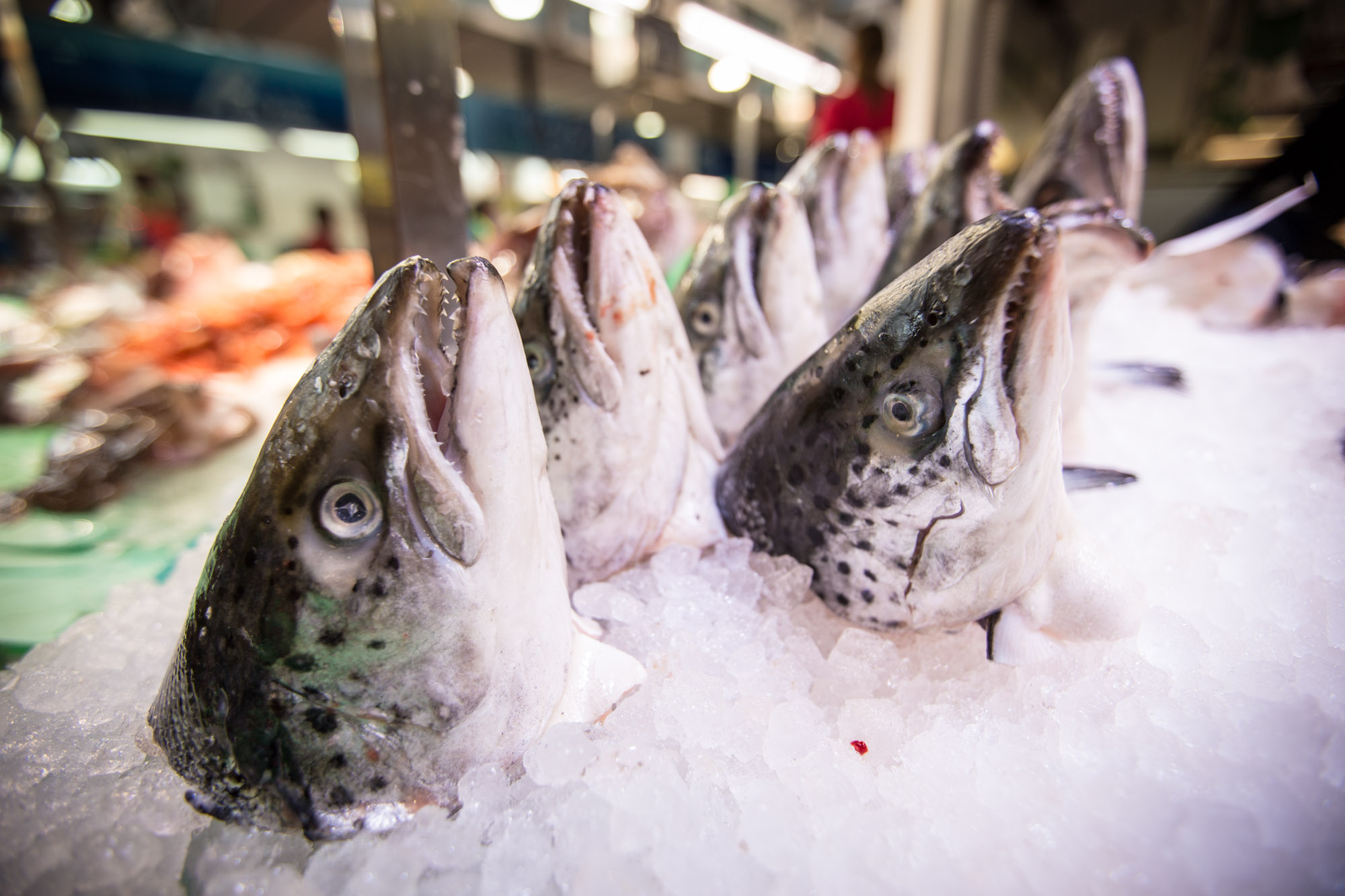 Fish from Mercat del Lleo