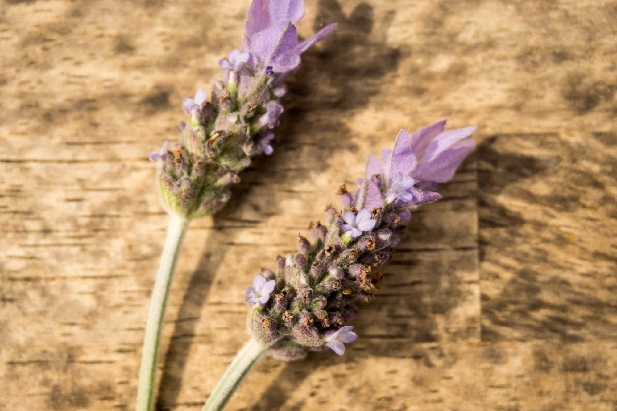 Lavender