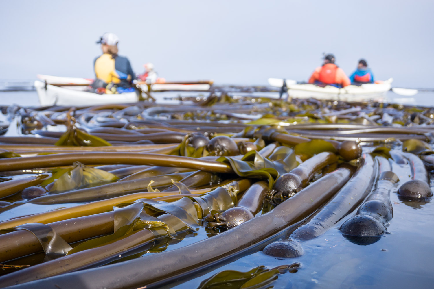 Bull Kelp