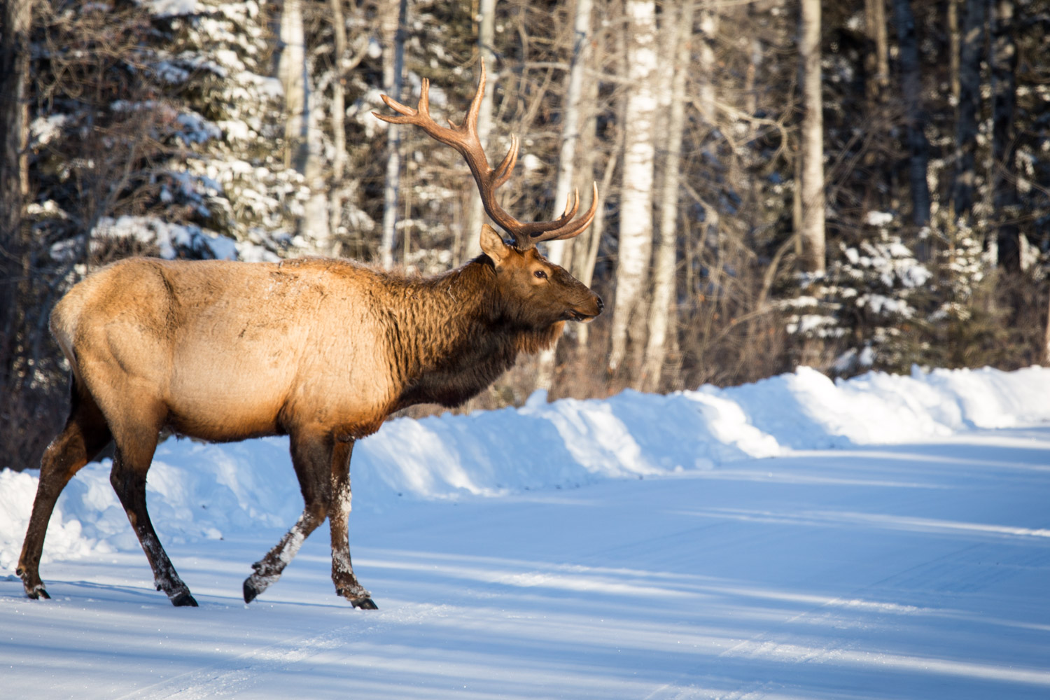Elk Crossing Prince Alberta National Park