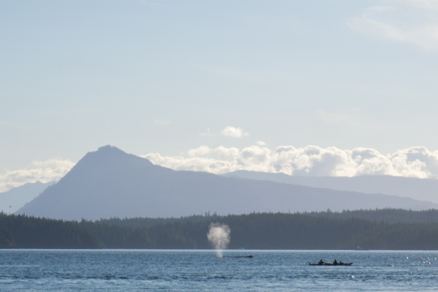 Kayaking with Orcas Blackfish Sound