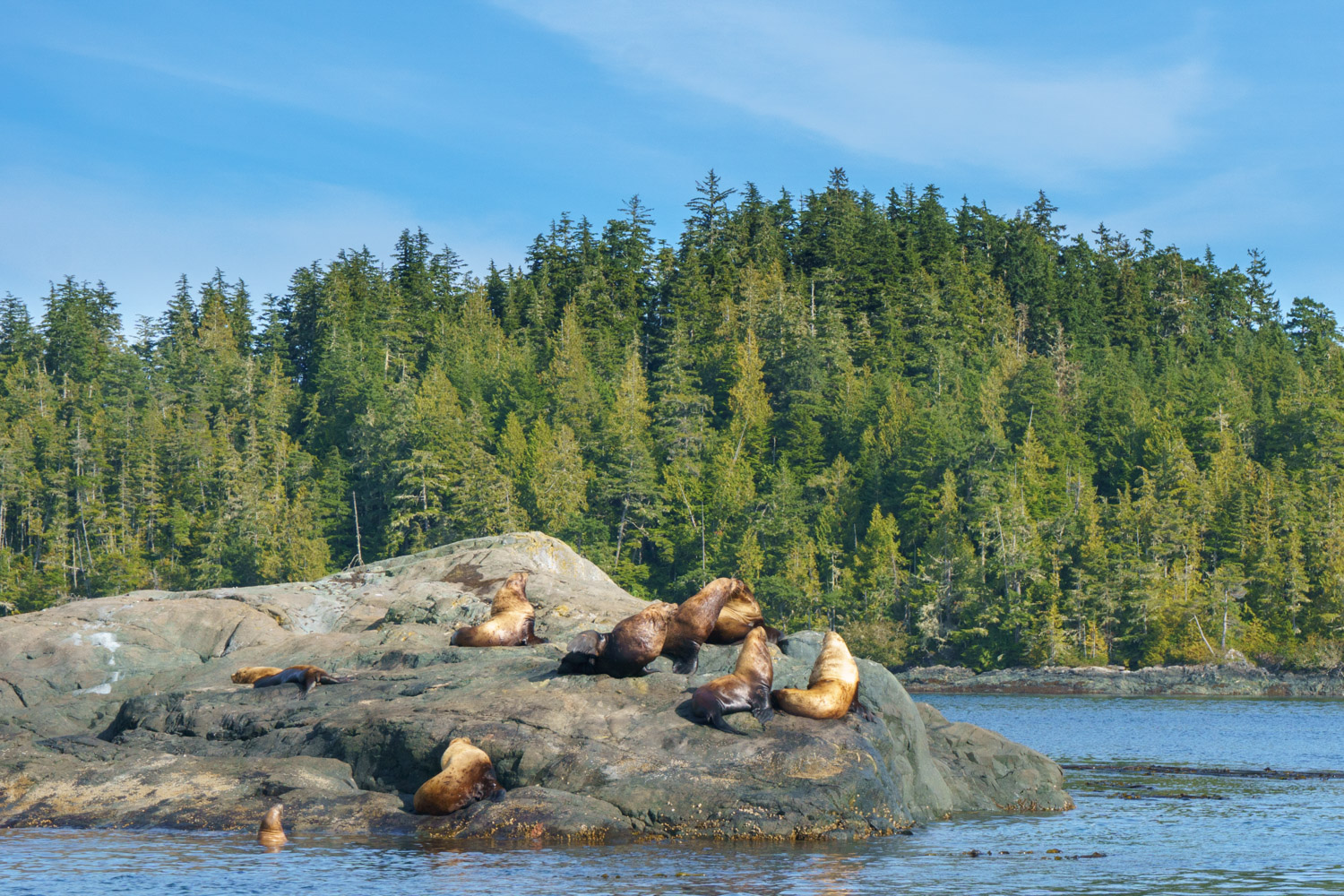 Lazy sea lions