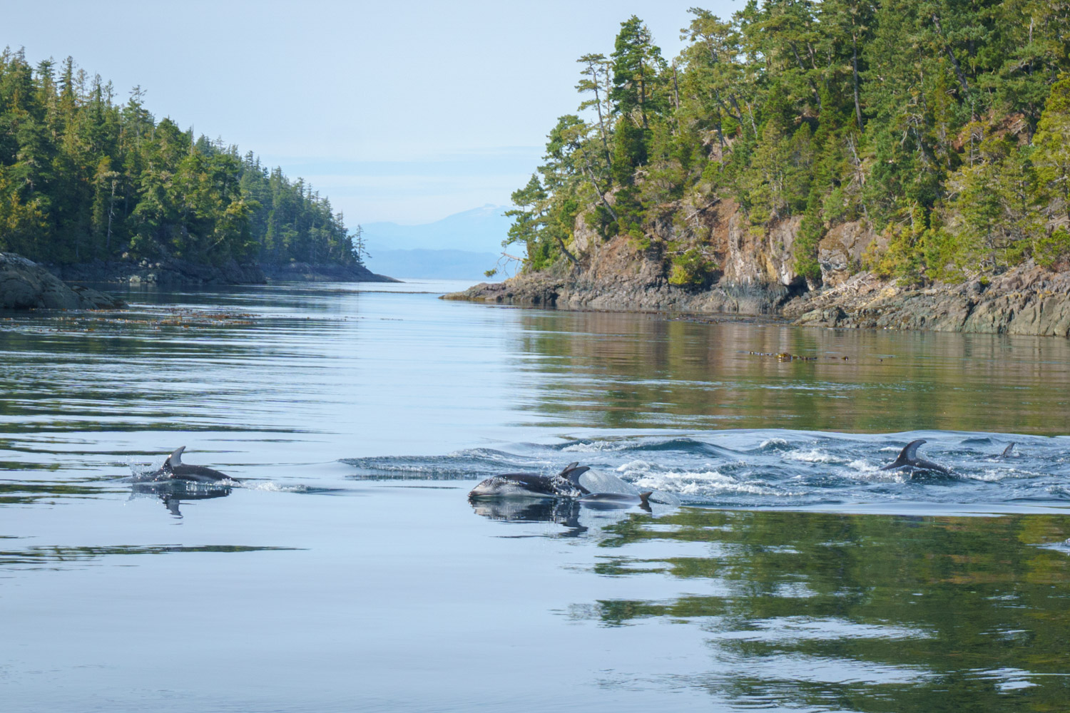 Pacific White-Sided Dolphins