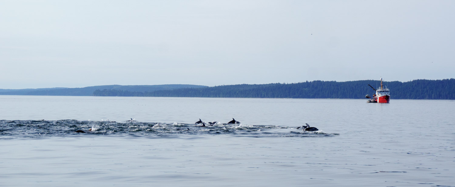 Pacific dolphins