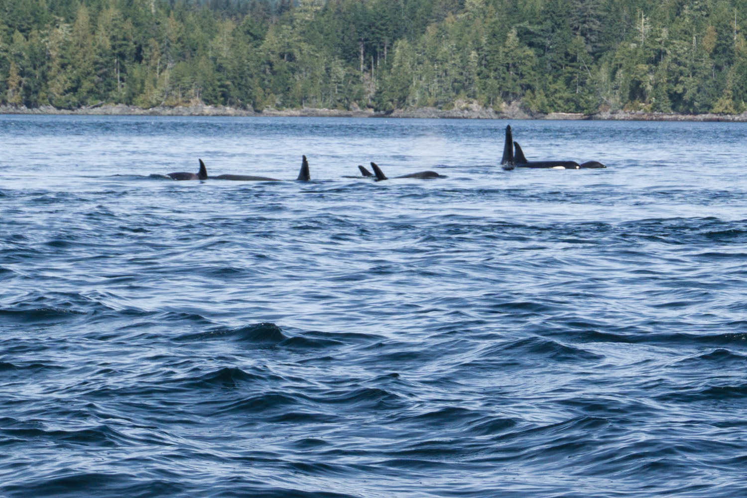 Pod of Orcas