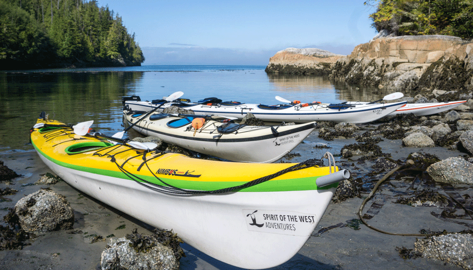 Kayaking with Orcas on the Whale Superhighway thumbnail