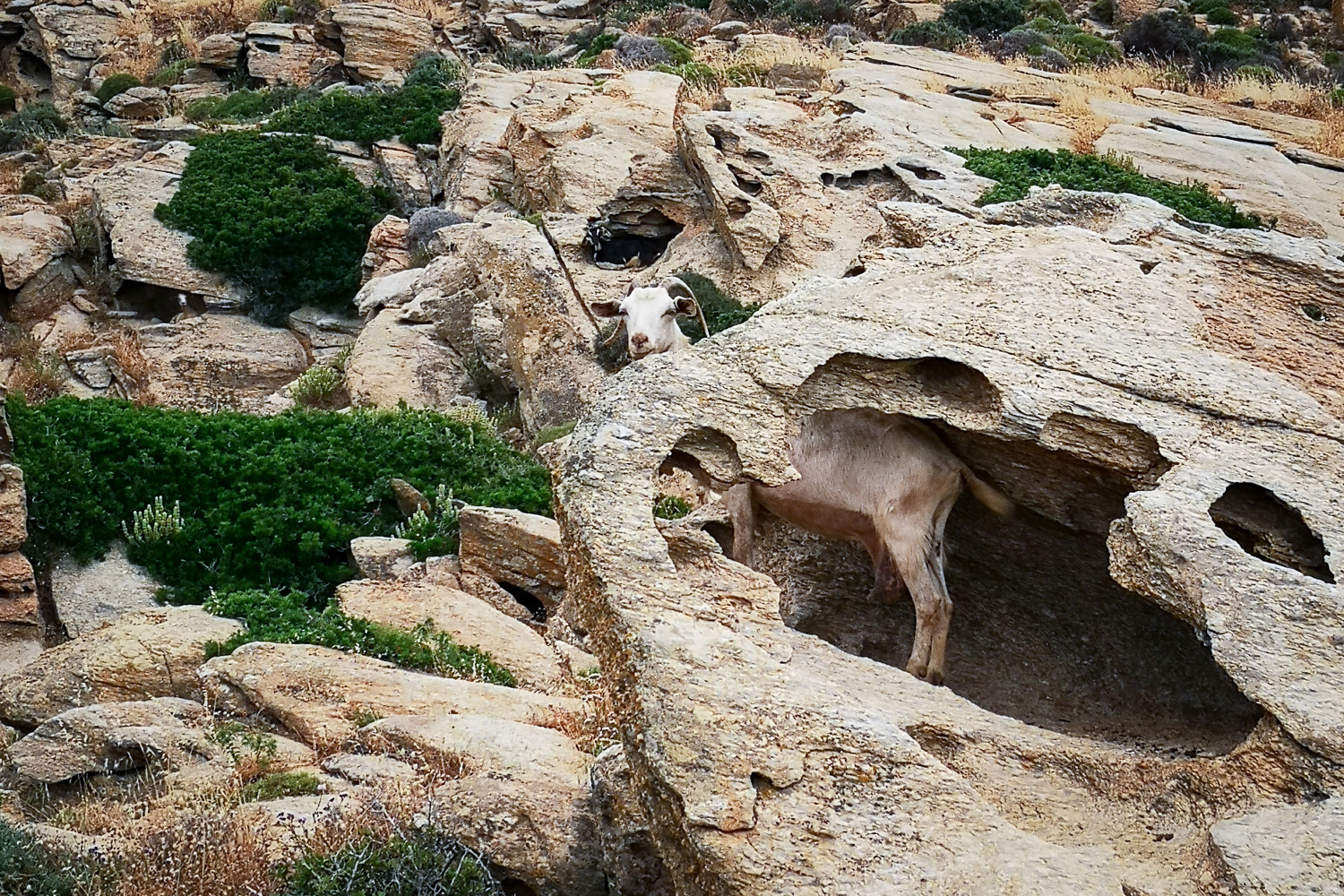 Goat in a Rock Ios Greecce
