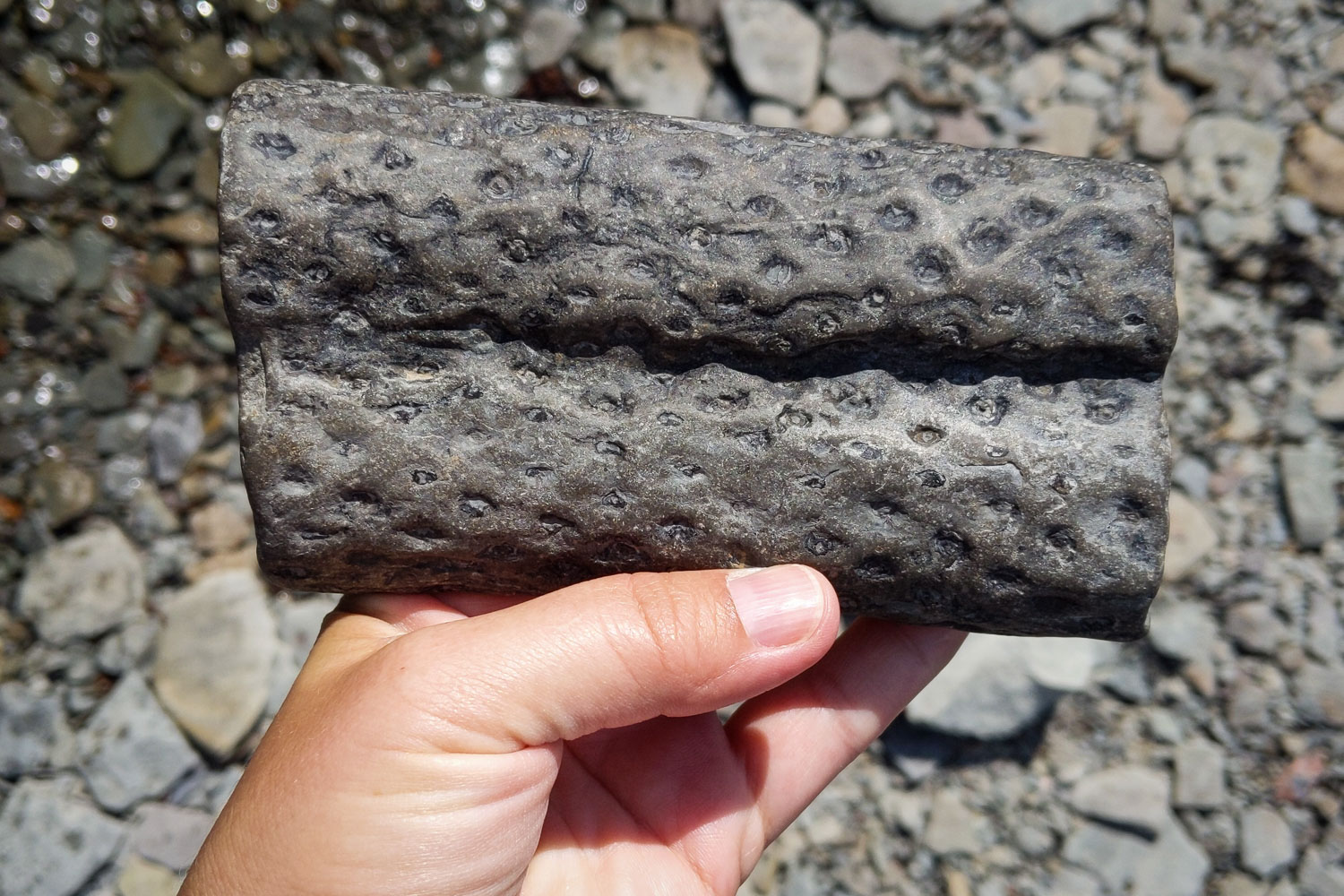 A Plant Fossil found on the beach in Joggins