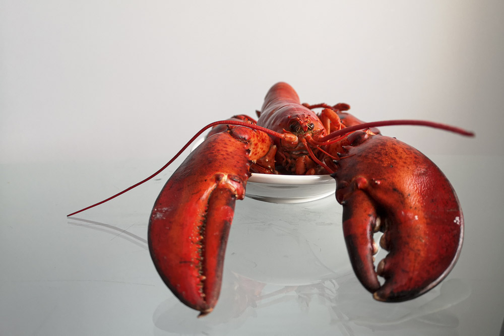 Lobster on a Plate