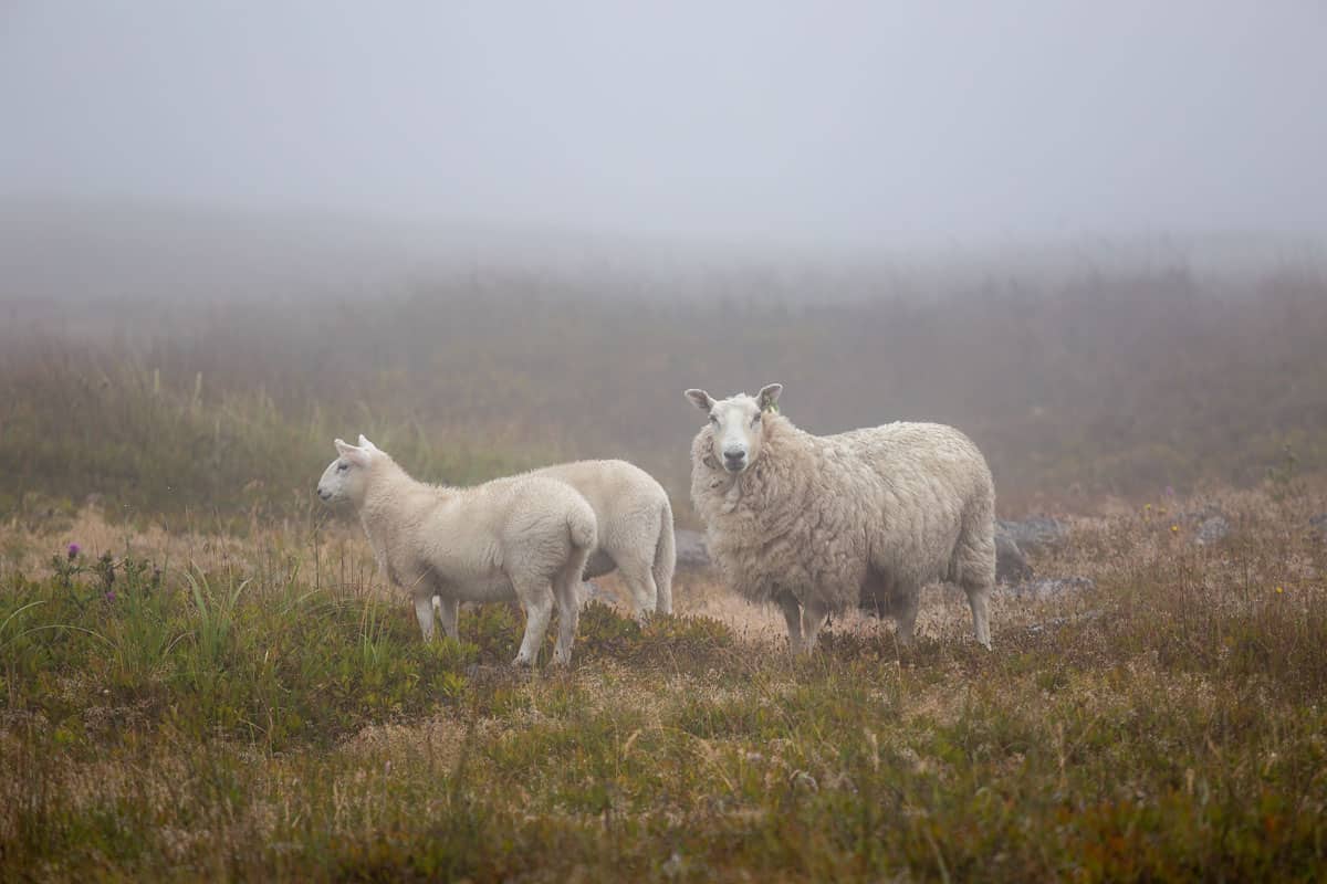 Sheep Cape Sable Island