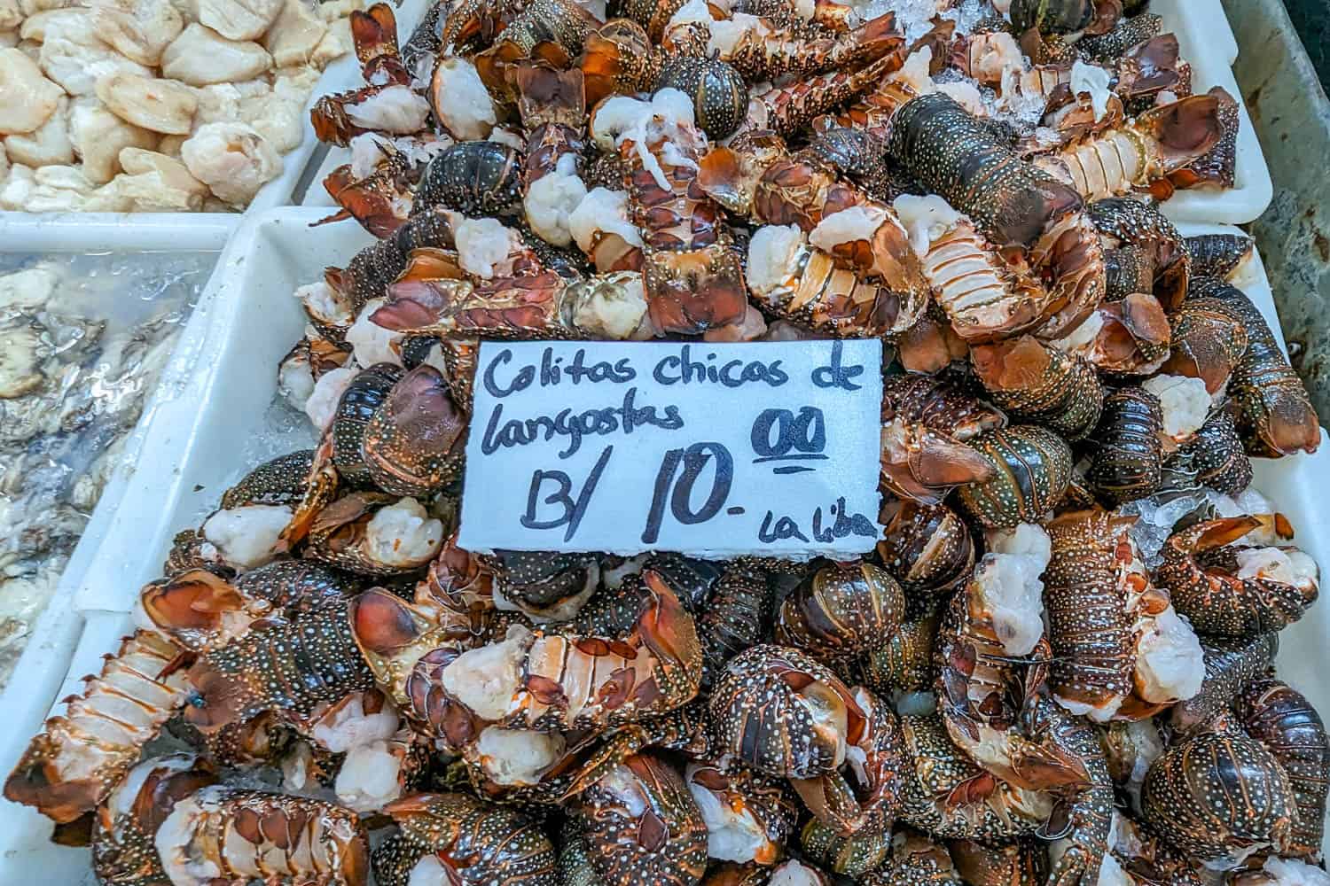 Baby Lobsters at Seafood Market